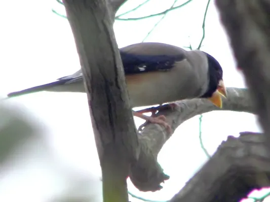 File:Eophona migratoria 3.jpg