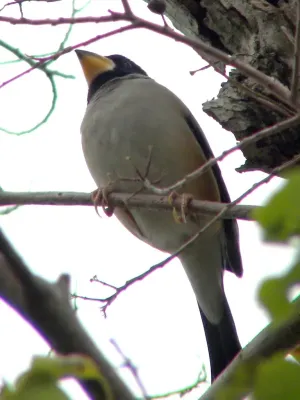 File:Eophona migratoria 4.jpg
