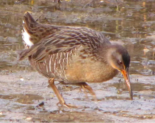 File:Rallus crepitans.jpg