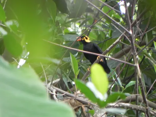 File:Southern Hill Myna (Gracula indica), Sri Lanka.jpg