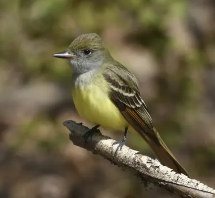 File:Myiarchus crinitus SamSmith Park Toronto.jpg