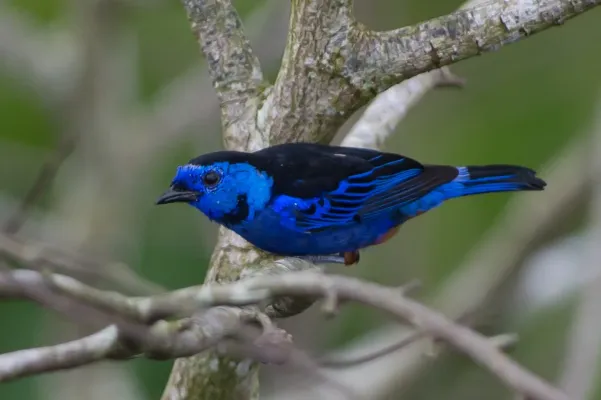 File:Tangara velia Opal-rumped Tanager (cropped2).jpg