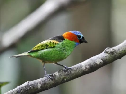 File:Tangara cyanocephala - Red-necked Tanager (male); Bertioga, São Paulo, Brazil.jpg