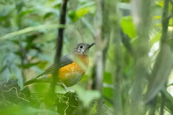 File:Zoothera everetti.jpg
