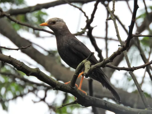 File:Anis gunung (Turdus poliocephalus) in Gurung Merapi National Park.jpg