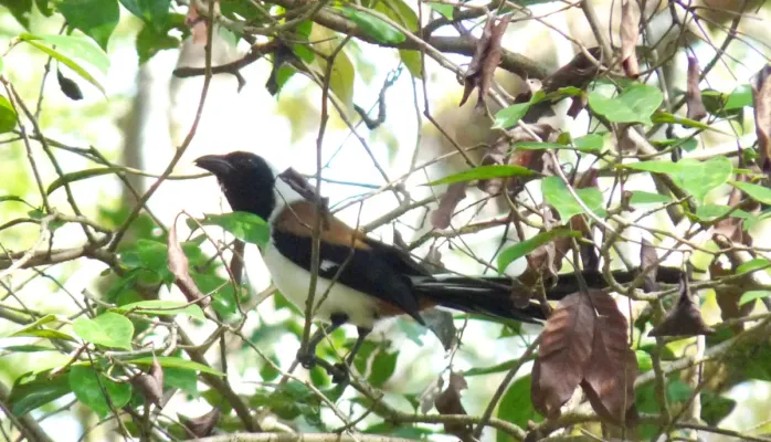 File:White-bellied Treepie-Dendrocitta leucogastra-2.jpg