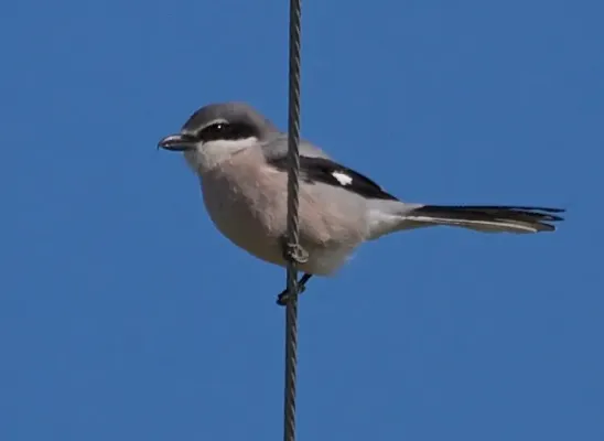 File:Lanius meridionalis, Pêra, Algarve, Portugal 1 (cropped).jpg