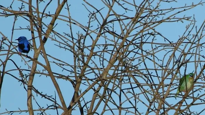File:Cyanerpes nitidus - Short-billed Honeycreeper (couple); Novo Mundo, Mato Grosso, Brazil.jpg