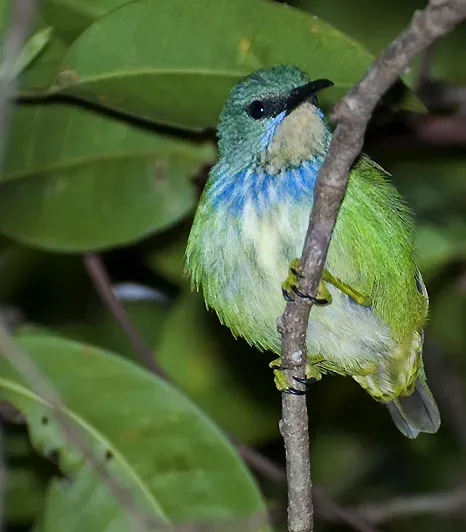 File:Cyanerpes lucidus (female) (cropped).jpg