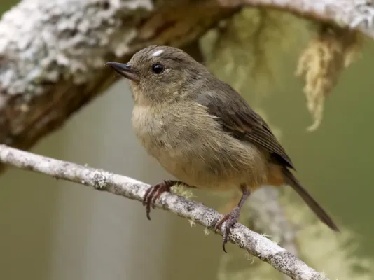 File:Diglossa plumbea -Limon, Costa Rica -female-8 (cropped).jpg