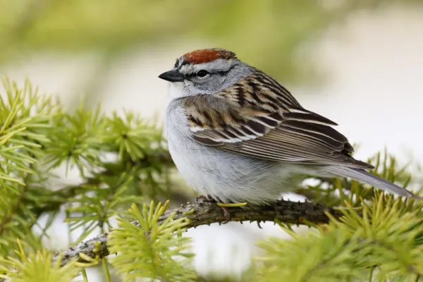 File:Spizella passerina ULaval 02.jpg