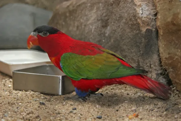File:Lorius domicella -Artis Zoo -Netherlands-8a.jpg
