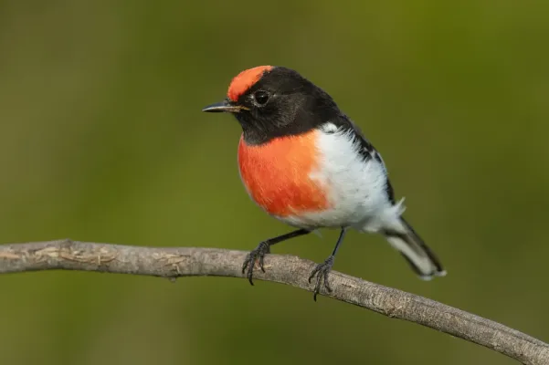 File:Petroica goodenovii 2 - Wianamatta Reserve.jpg