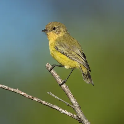 File:Acanthiza nana - Wianamatta Reserve.jpg