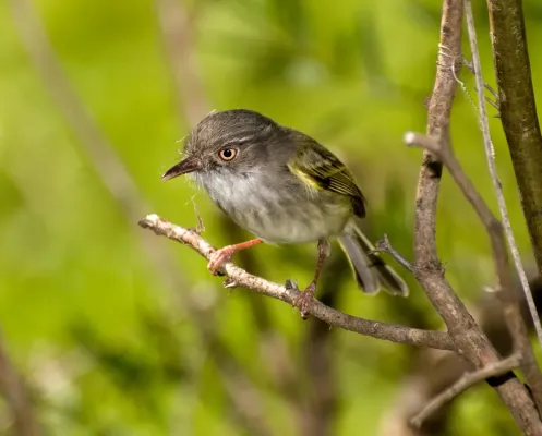 File:MOSQUETA OJO DORADO Hemitriccus margaritaceiventer.jpg