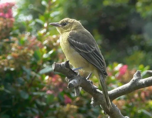 File:Icterus cucullatus Female.jpg