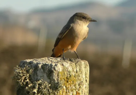 File:Sayornis saya 1.jpg
