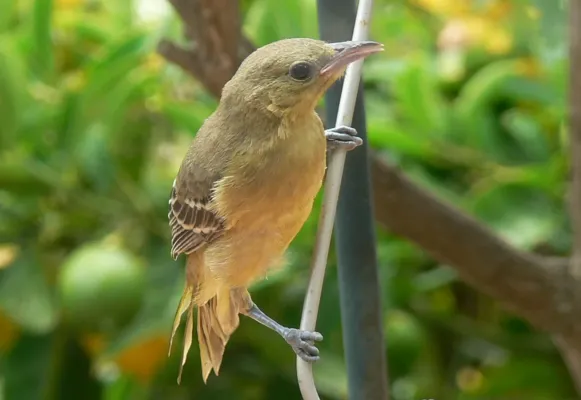 File:Icterus cucullatus Immature.jpg