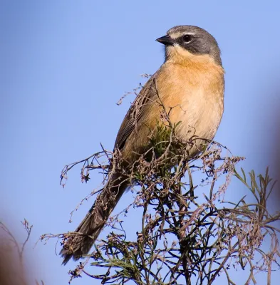 File:MONTERITA-CABEZA-GRIS-Donacospiza-albifrons.jpg