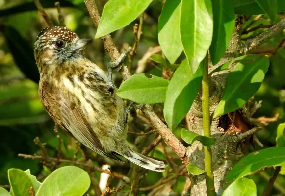 File:Picumnus nebulosus en la Quebrada de los Cuervos.jpg