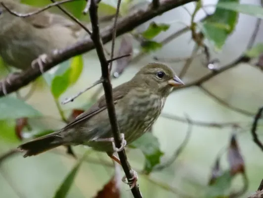 File:Haplospiza unicolor - Uniform Finch (female); Intervales State Park, São Paulo, Brazil.jpg