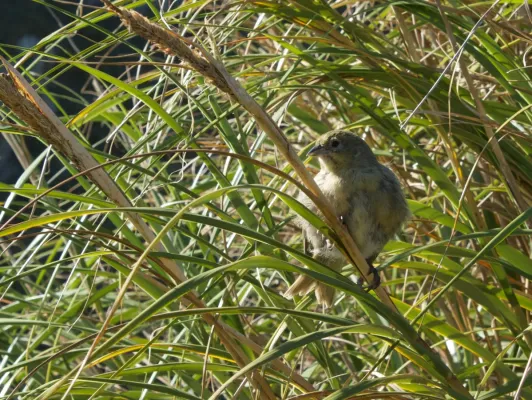 File:Nightingale Bunting Nesospiza questi (cropped).jpg