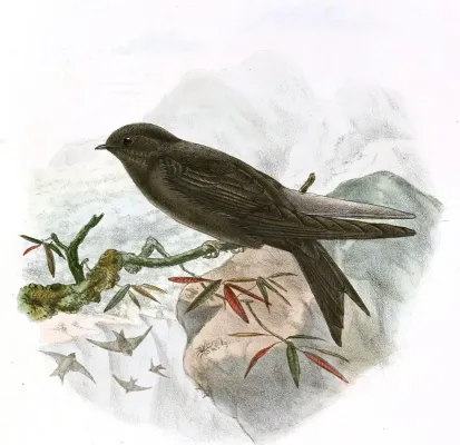 File:Psalidoprocne fuliginosa 1894, crop.jpg