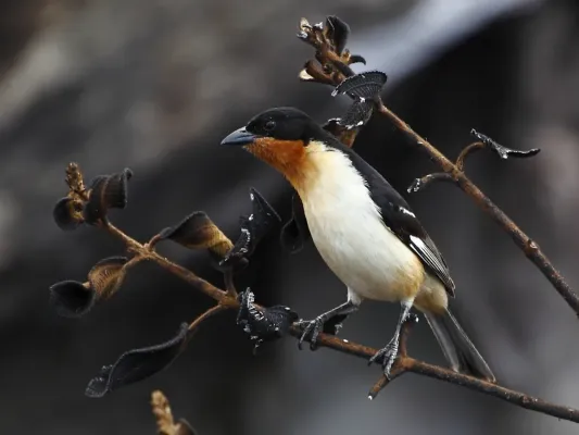 File:Cypsnagra hirundinacea - White-rumped Tanager; Serra da Canastra National Park, Minas Gerais, Brazil.jpg