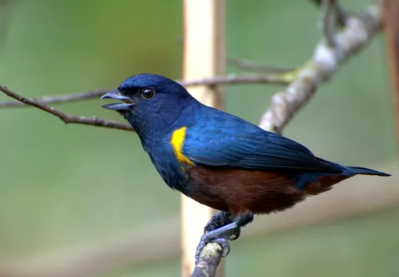File:Flickr - Dario Sanches - FERRO-VELHO (Euphonia pectoralis).jpg
