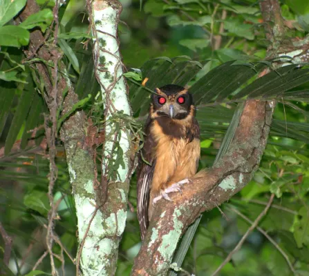 File:Flickr - Dario Sanches - MURUCUTUTU-DE-BARRIGA-AMARELA (Pulsatrix koeniswaldiana).jpg