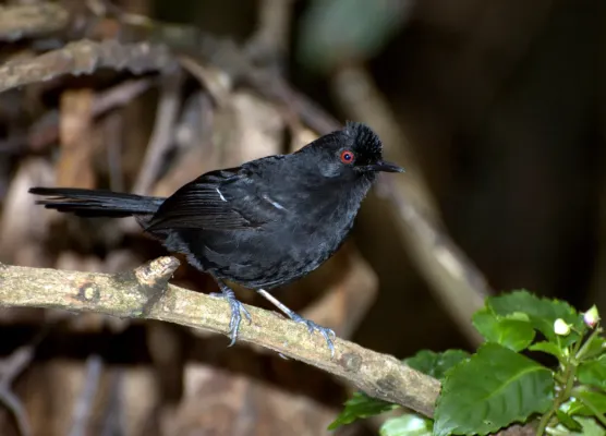 File:Flickr - Dario Sanches - PAPA-TAOCA-DO-SUL ( Pyriglena leucoptera).jpg