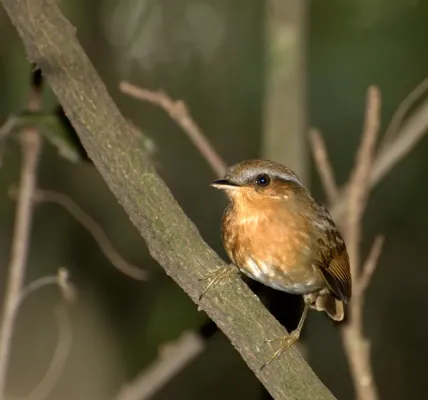 File:Flickr - Dario Sanches - CHUPA-DENTE (Conopophaga lineata).jpg