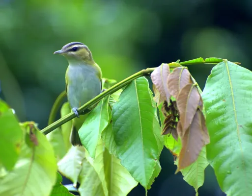 File:Dario Sanches - JURUVIARA (Vireo chivi) 2.jpg