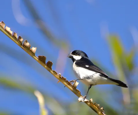 File:Flickr - Dario Sanches - BIGODINHO (Sporophila lineola).jpg