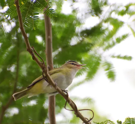 File:Dario Sanches - JURUVIARA (Vireo chivi) 1.jpg