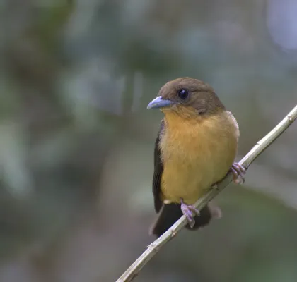 File:Flickr - Dario Sanches - TIÊ-DE-TOPETE fêmea (Trichothraupis melanops) (2).jpg