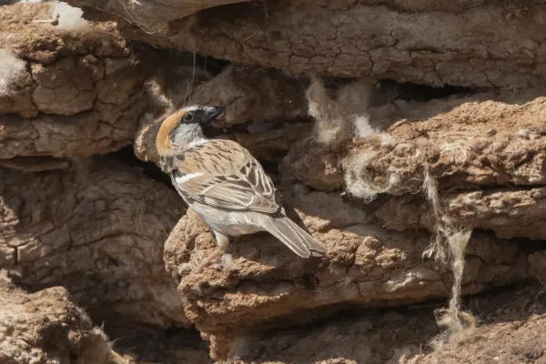 File:Saxaul Sparrow Male (Passer ammodendri) - Загийн боршувуу.jpg