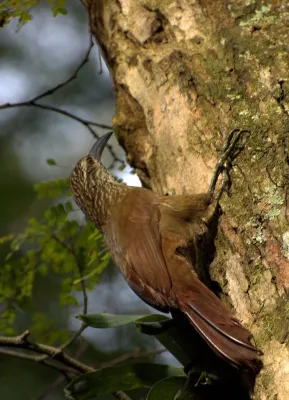 File:Flickr - Dario Sanches - ARAPAÇU-DE-GARGANTA-BRANCA (Xiphocolaptes albicollis ).jpg