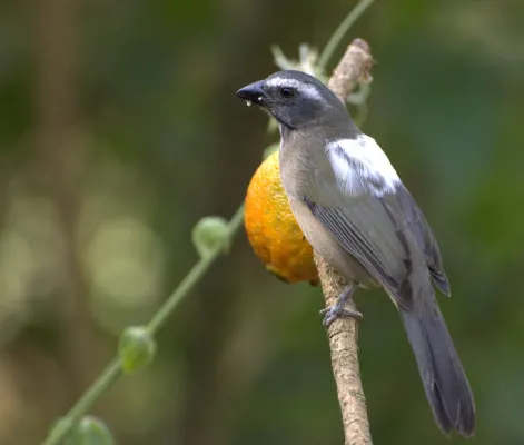 File:Flickr - Dario Sanches - TRINCA-FERRO-VERDADEIRO (Saltator similis) (1).jpg