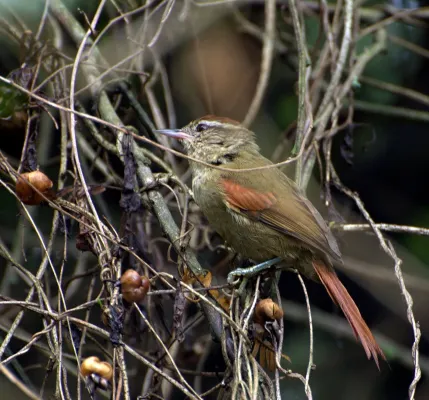 File:Flickr - Dario Sanches - ARREDIO-PÁLIDO (Cranioleuca pallida) (1).jpg