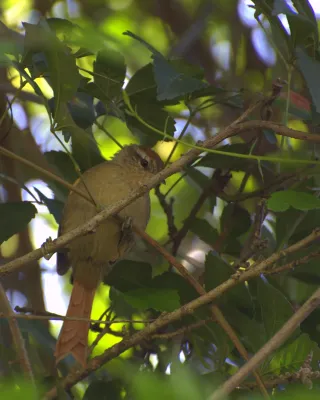 File:Flickr - Dario Sanches - ARREDIO-PÁLIDO (Cranioleuca pallida) (2).jpg