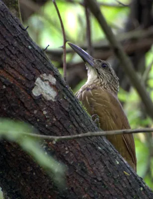 File:Flickr - Dario Sanches - ARAPAÇU-DE-GARGANTA-BRANCA (Xiphocolaptes albicollis ) (2).jpg