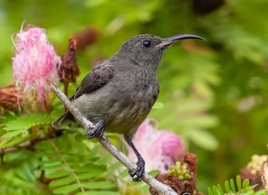 File:Cinnyris dussumieri.jpg