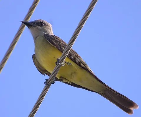 File:Flickr - Dario Sanches - SUIRIRI-DE-GARGANTA-BRANCA (Tyrannus albogularis ).jpg