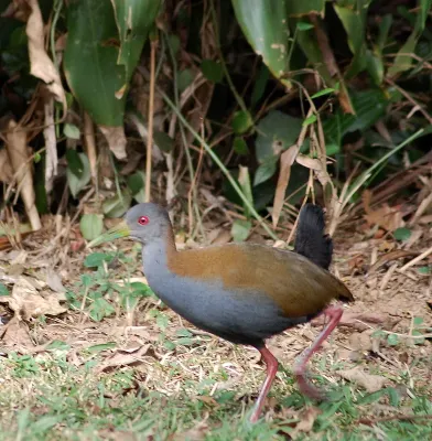 File:Flickr - Dario Sanches - SARACURA-DO-MATO (Aramides saracura ).jpg