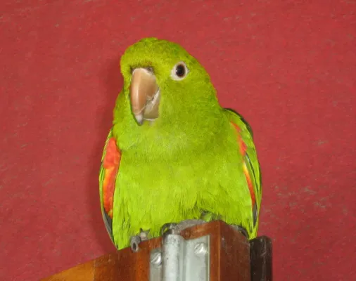 File:Brotogeris chrysoptera -pet perching on door-8a.jpg
