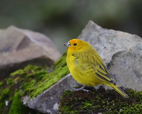 File:Sicalis flaveola - Saffron Finch (male); Urupema, Santa Catarina, Brazil.jpg
