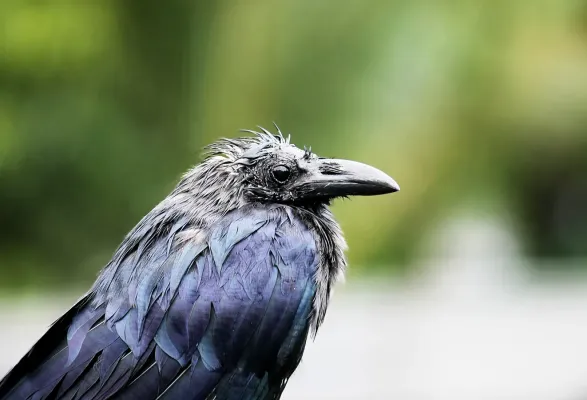 File:Large-billed crow (Corvus macrorhynchos).jpg
