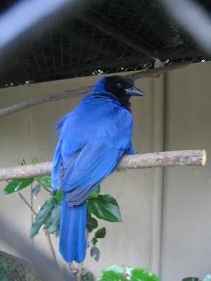 File:Cyanocorax caeruleus.jpg