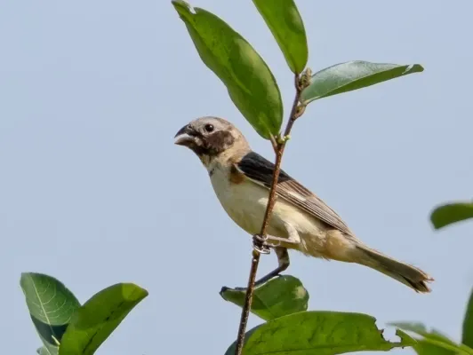 File:Sporophila iberaensis - Ibera Seedeater (male); Aquidauana, Mato Grosso do Sul, Brazil (1).jpg